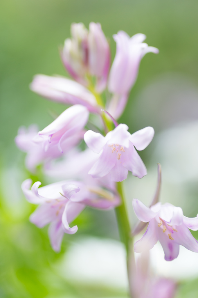 春の花Ⅰ