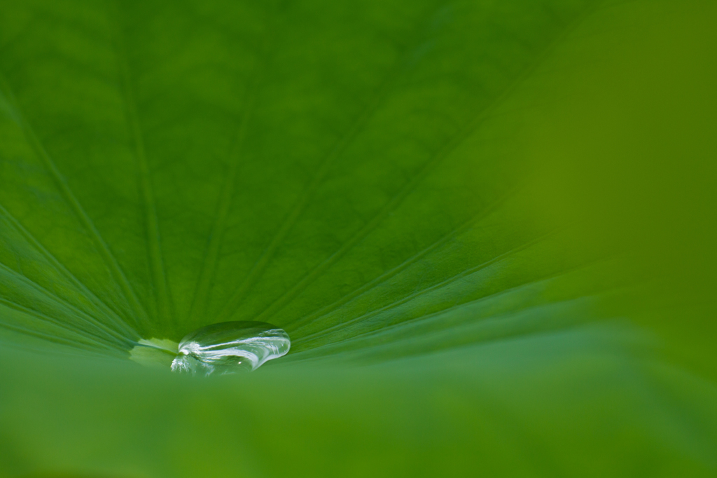 Green & water