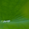 Green & water