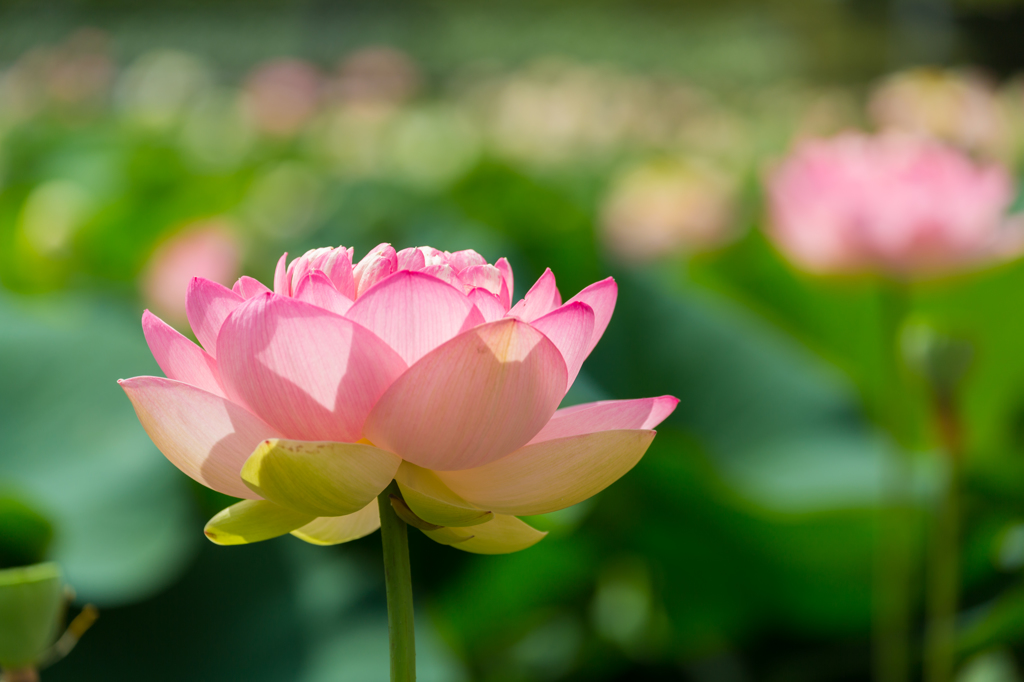 花蓮Ⅰ