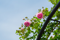 初夏の空と薔薇