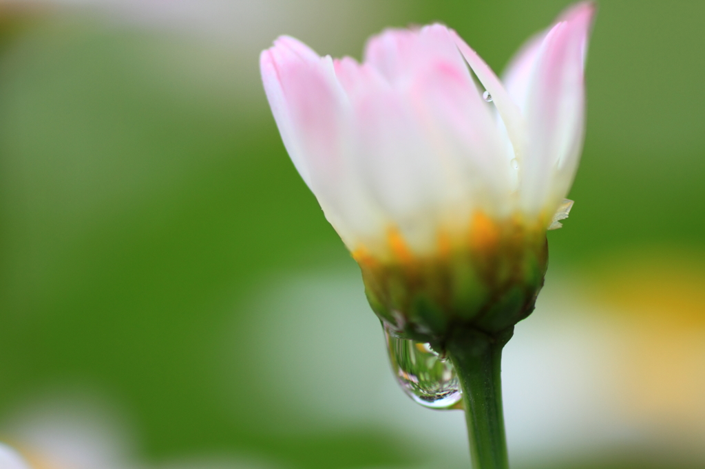 6月の雨
