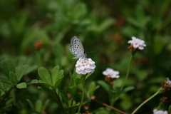 シジミチョウ