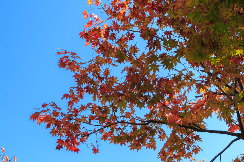 紅葉・もみじ