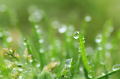 霧雨に濡れて