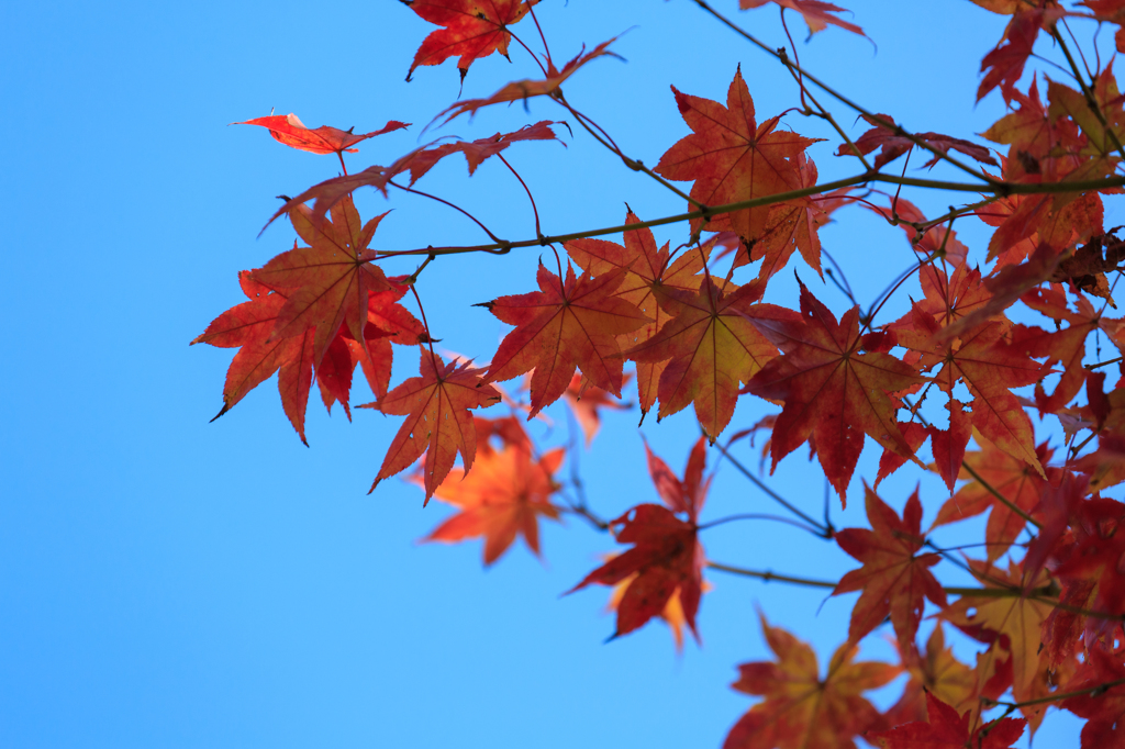 椛と秋空