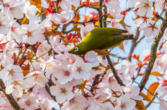 桜にメジロⅠ