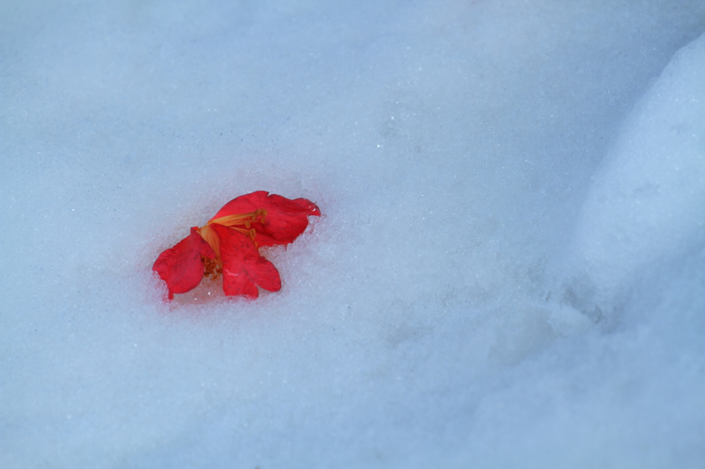 雪上を飾る赤