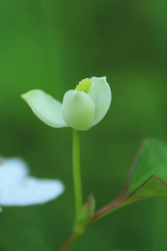 梅雨に咲く