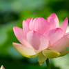 花蓮Ⅲ