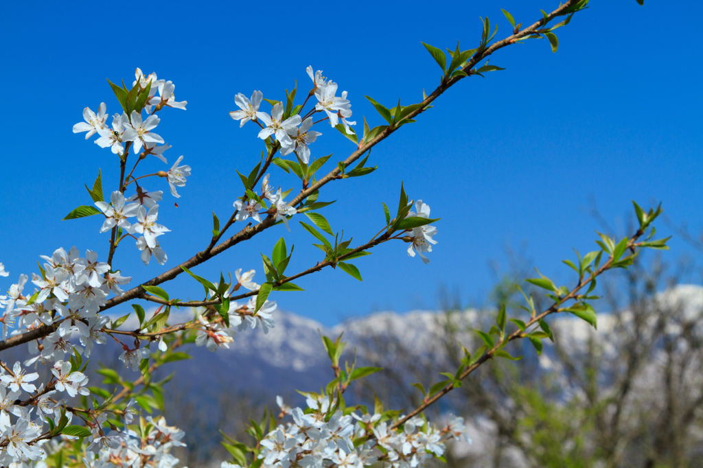 山桜