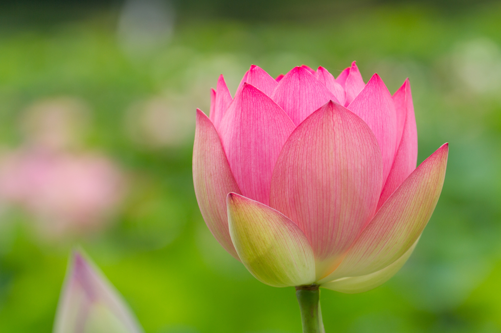 花蓮Ⅱ