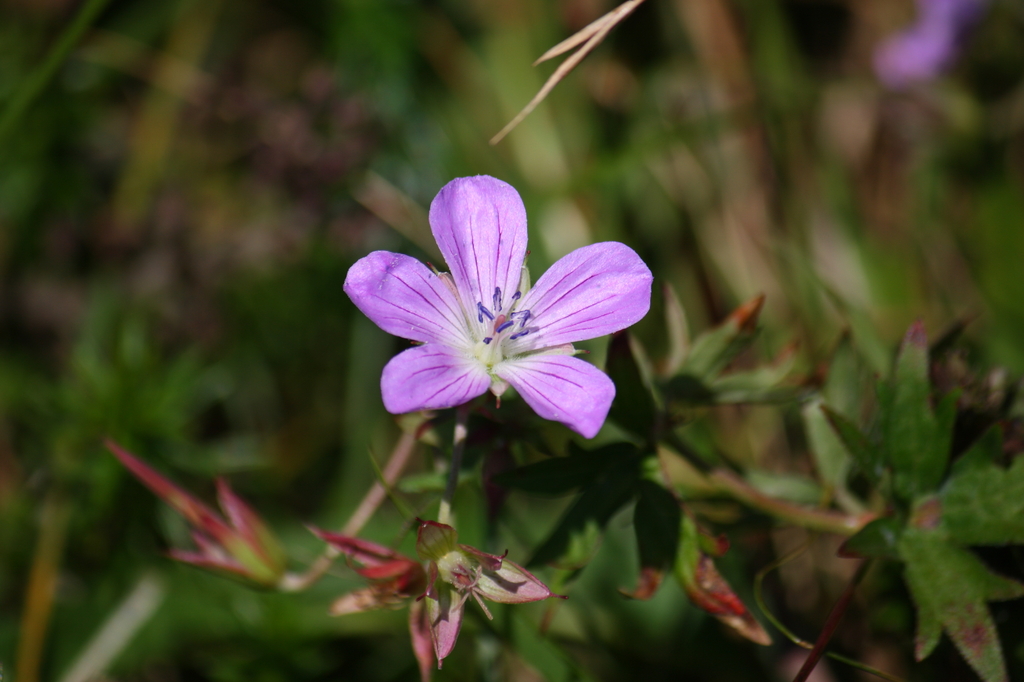 伊吹山の花