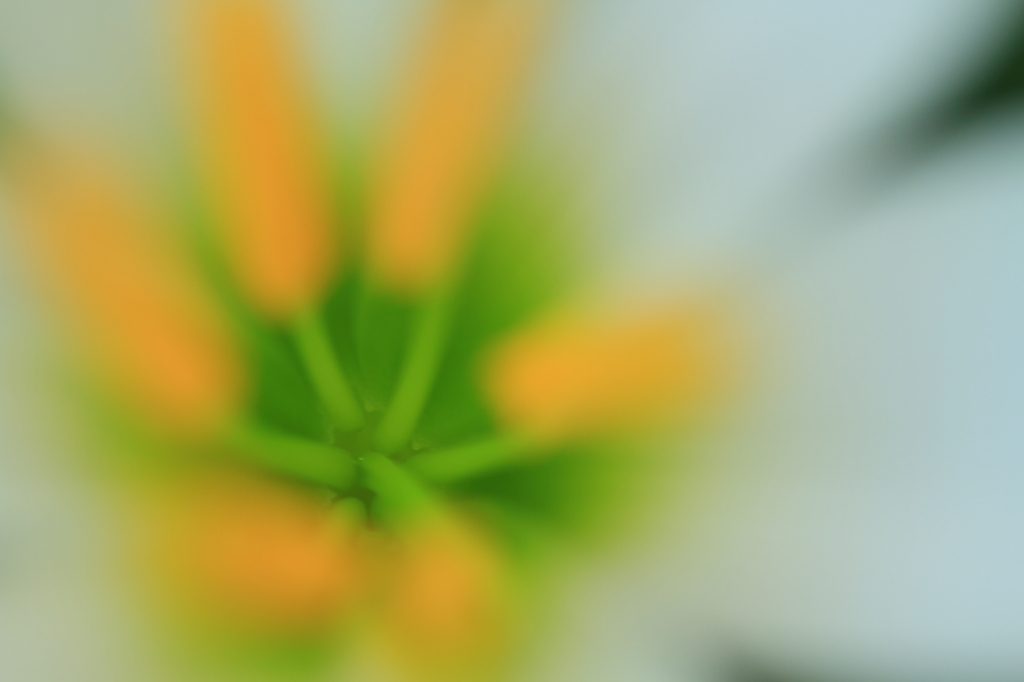 ゼフィランサス