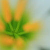 ゼフィランサス