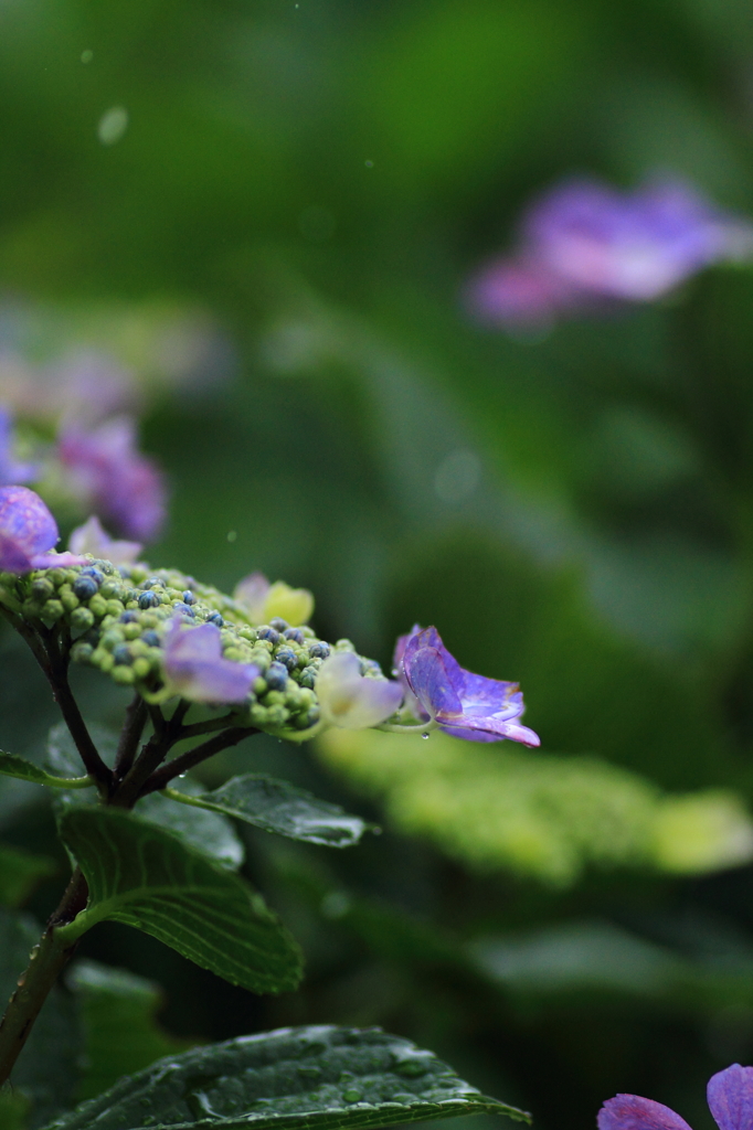 雨・紫陽花