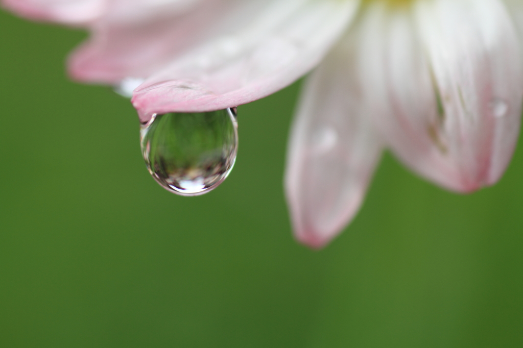 雨の贈りもの