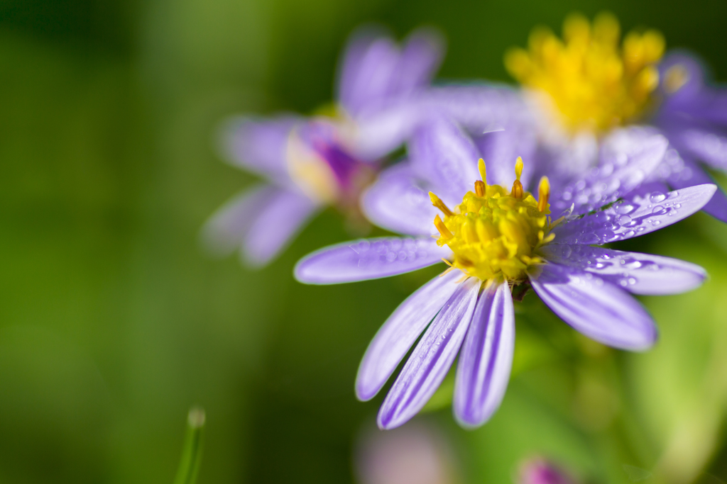 野辺の花