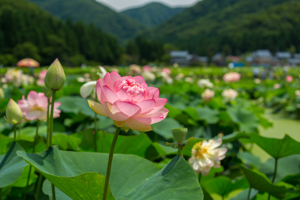 花はす公園