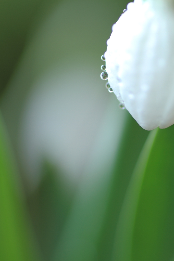 Drops on the snowdrop＾＾）