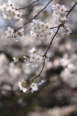 春風に揺れて