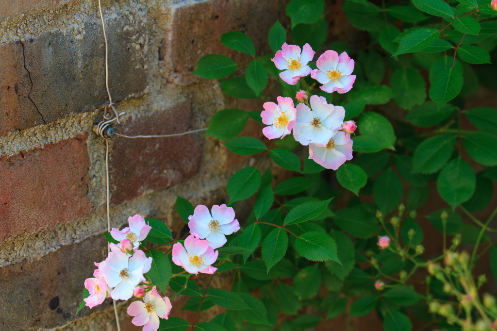 May RosesⅢ