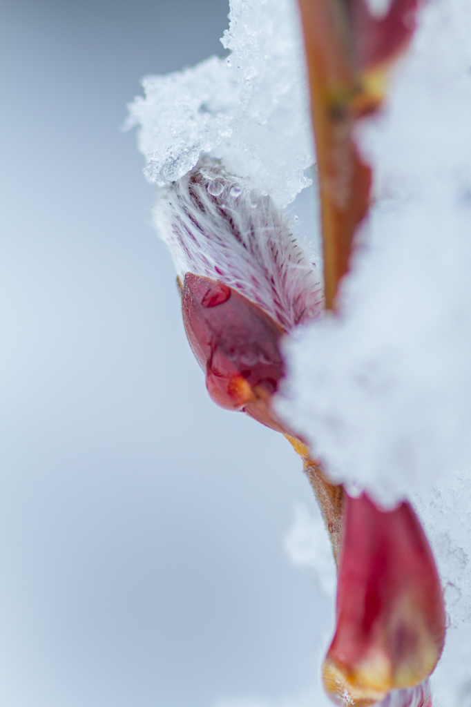 Scent of early spring