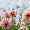 花畑のダリア達Ⅰ