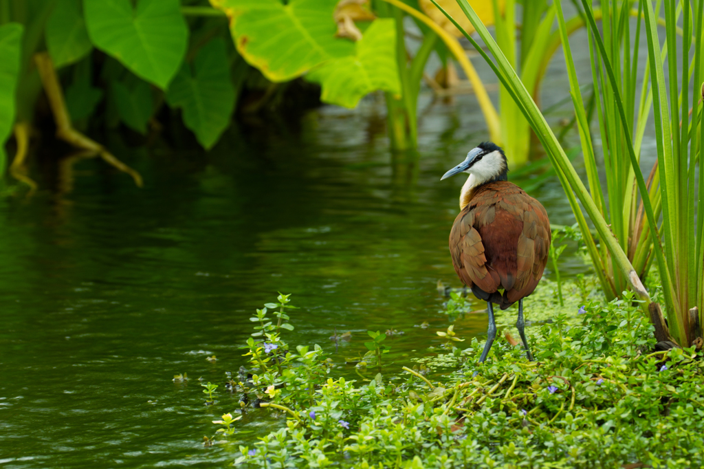 水辺の鳥
