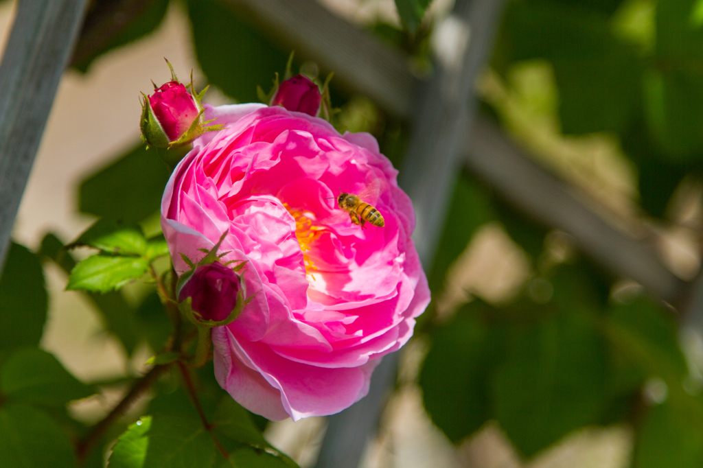 薔薇と蜜蜂
