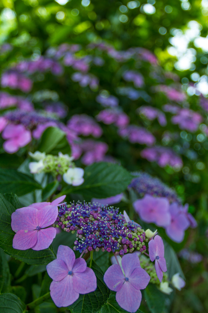 紫陽花