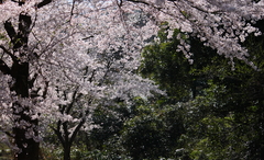 花吹雪