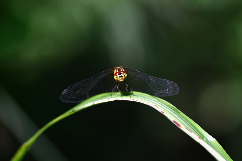 木漏れ日の中で