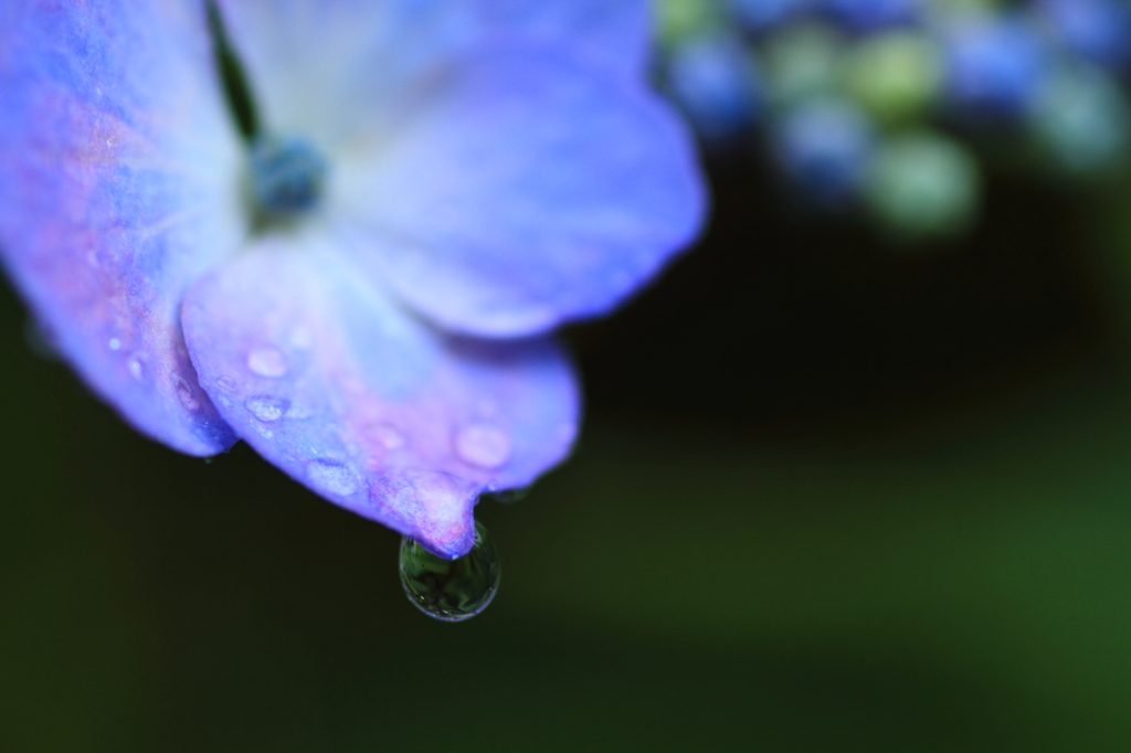 雨に濡れて