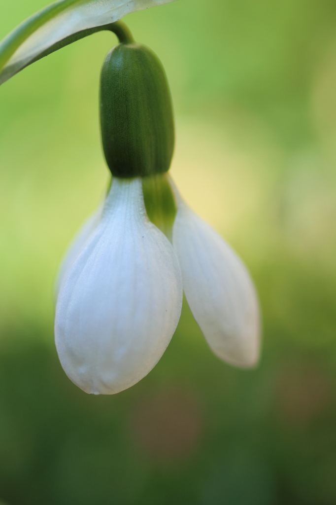 Pure White