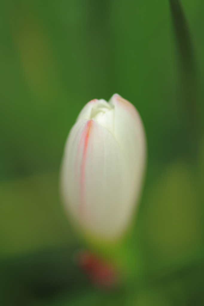 蕾