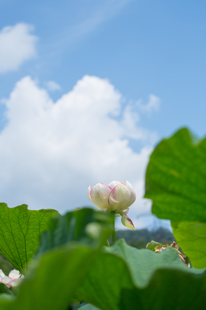 花蓮と夏空