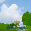 花蓮と夏空