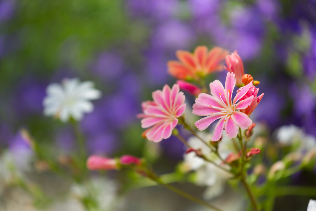 高山植物園の花