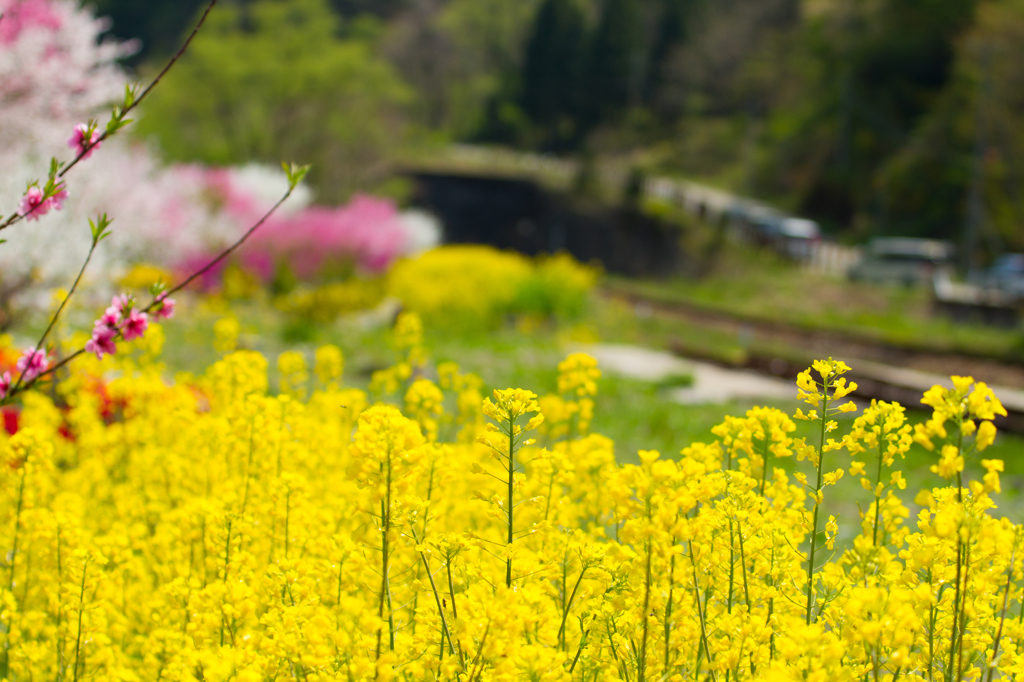 Spring yellow