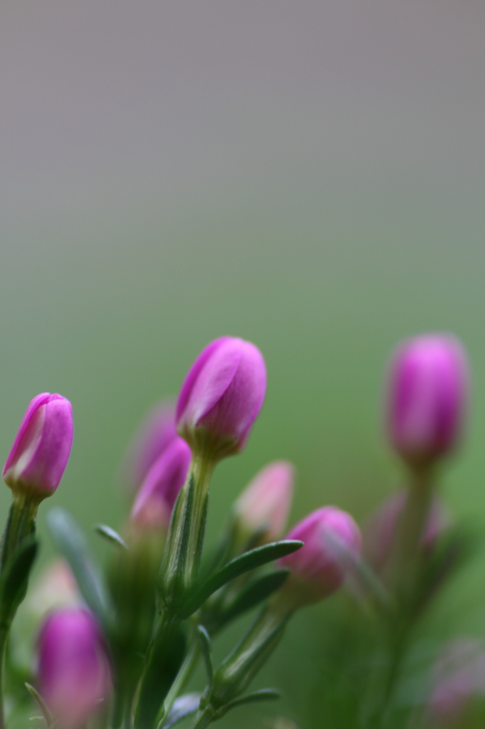 ＰＩＮＫ