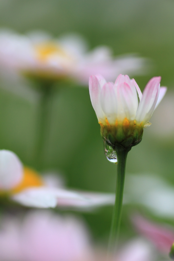 やさしい雨