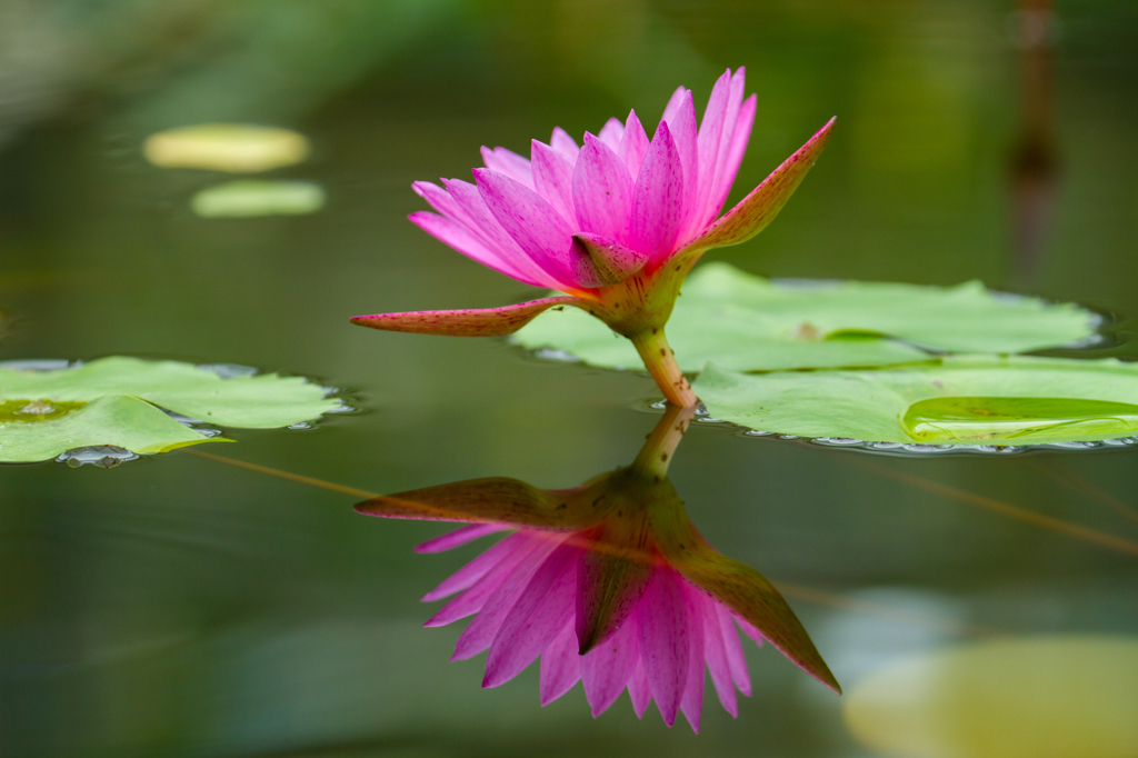 水と花