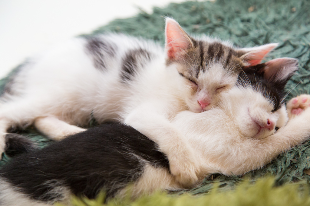 だ、だめだ眠い．．．