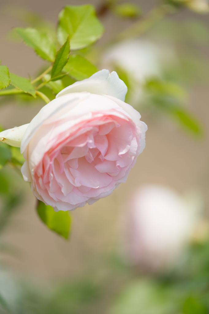 Welcome Rose