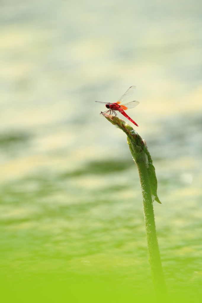 花蓮公園のナツアカネ