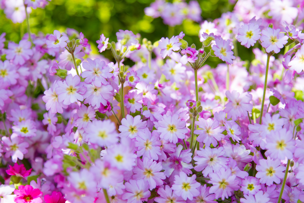 桜色