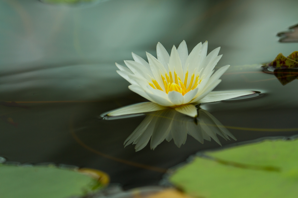 Fairy on the water