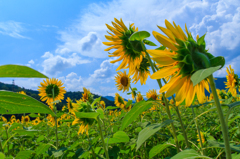 夏の風