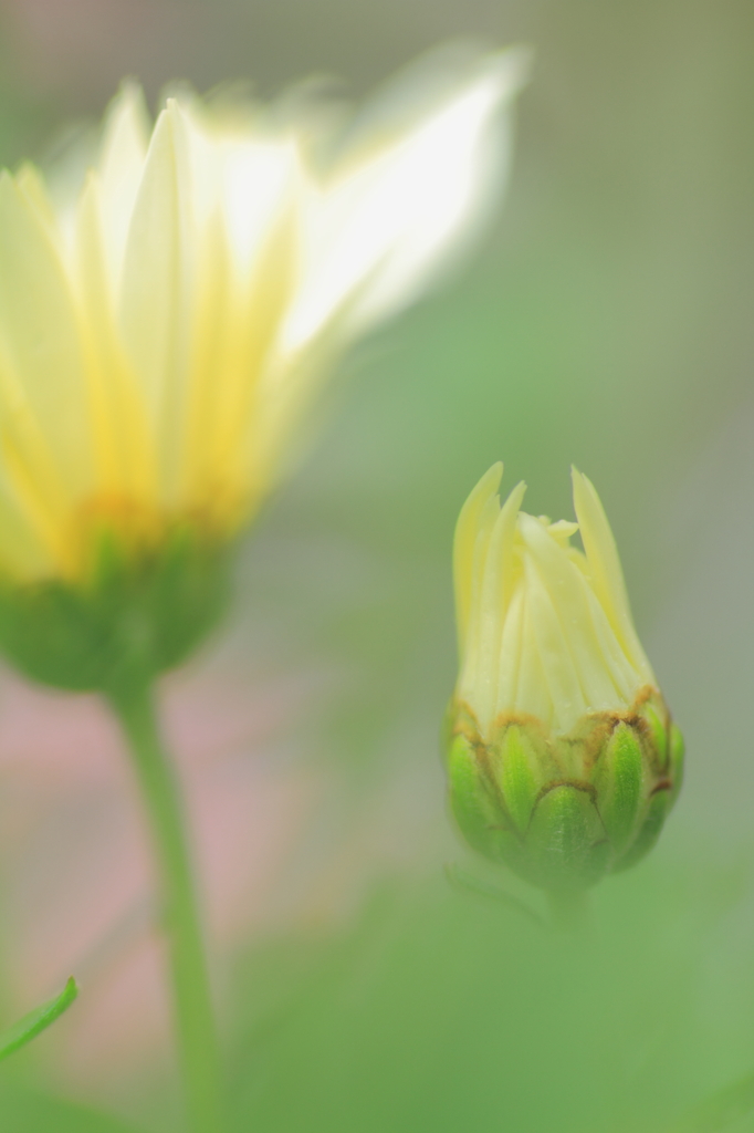 秋菊